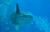 あなたのお勧めの水族館マンボウが好きでずっと眺められる画像は海遊館の
