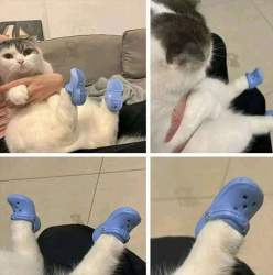 66364 B