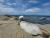 江ノ島にて空と海とイタチのダイナミックなのが撮れました
