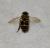 12mmちょっとぐらいの大きさのハチ？のようですが全体的に黒い印象です。何という名前の昆虫でしょうか