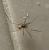 台所にいました体長は1.5cmくらい何という蜘蛛でしょうか？