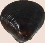 10223 B