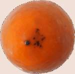 12081 B